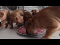 Staffy Pups - Day in the Life at 6 Weeks Old - Raising a Litter of Staffordshire Bull Terriers