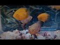 Fishes in an aquarium #2