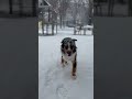 All the Pretty Aussies Walk Like This! #dog #winter #snow