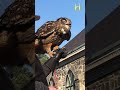 Meet the Raptors: Eurasian Eagle-owl