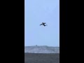 The Fastest Flying Bird In The World #shorts #birds #animals