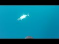 GoPro hero 4 session albacore tuna fishing