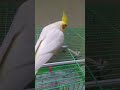 #Shorts :Chattering Cockatiel On The Loose | #Cockatiels | #Birds | #LutinoCockatiels