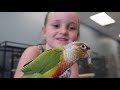 My 7 yr Old Tamed This Rescue Bird in 2 Days | Pineapple Cheek Conure Taming