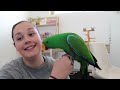 Eclectus Parrot | Answering your questions