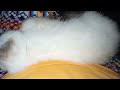 SIAMESE CAT || MITCH'S TV