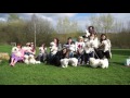 Coton de Tulear Meet up Ruislip Lido April 2017