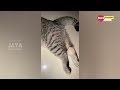 Try Nou To Laugh.! 😂Funniest Cats Videos That Will Make You Laugh ~ Best Funny Cats Videos Of 2023😹