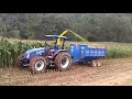 New holland  tl 75 fazendo silagem