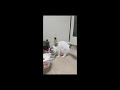 ご飯が嬉しい猫＃shorts【スコティッシュフォールド】