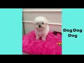 Funny and Cute Bichon frise puppies compilation in 2022.