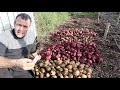 I grew 235 lbs Of Potatoes in 200 sq ft Without Watering