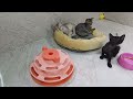 Best Of The 2024 Funny Animal Videos 😁