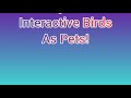 Best Interactive Birds As Pets