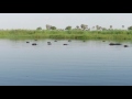 Hippos - Okavango Delta