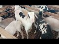 Penggemukan domba dengan regulasi per dua bulan dengan harga yang bersahabat