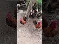 roosters walking around outside#satisfying #video#roosters#petlovers #roostesshortsfeed#