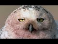 Snowy Owl Magic: Nature's Silent and Mysterious Guardians | Full Documentary