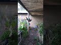 Chatting and Feeding a Wild Baby Female King Parrot