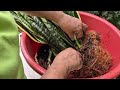 😍SECRETOS QUE DEBES SABER DE LA SANSEVIERIA o lengua de suegra planta ideal para ti/Liliana Muñoz