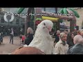 Pigeon🕊️ went to King's Day (koningsdag) party