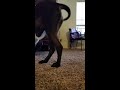 Puppy wants to play