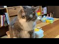 本気の怒りを娘に見せつける猫　ノルウェージャンフォレストキャット　Cat showing serious anger