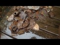 Metal Detecting around Old House Sites! | Nugget Noggin