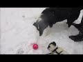 Kylo and Ben Playing In Snow