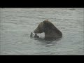 Jonjak Brown Bears in Katmai 2015