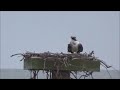 Birdwatching - Osprey on the Chesapeake Bay, North Beach, MD.