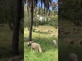 Happy Sheep 01 🐑 Santa Barbara Mission Saturday May 11 2024 ☀️