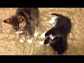 Bad Cat Video #4