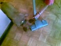 Frenchie against a vacuum cleaner
