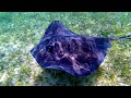 Loving interaction with stingrays underwater