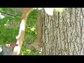 My Pet Squirrel Chasing Each Other on a Tree Over a Peanut