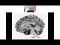 Freud & The Neuroscience of Dreams - Prof. Mark Solms