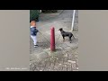 Funniest Cats and Dogs Videos 2024 😹🐶 Best Funny Animal Videos of July