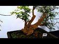 Partisipasi  komunitas BONSAIKU  di Pameran dan Kontes  Bonsai Gunung kidul.@bonsai in Java Land TV