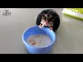 Cute Sugar Glider Videos 😍 Sugar Gliders Are Awesome