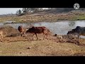 Baby cow playing like school kids😲🐂🐃