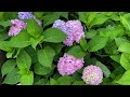 Hydrangeas Start to Change Color in Mid-July - No Talking only Music.