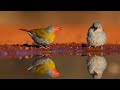 Beautiful relaxing music - healing music for health and calming the nervous system