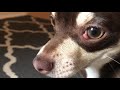 Puppy boops the camera then has the cutest bark