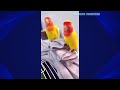 FUNNY AND CUTE PARROTS - TRY NOT TO LAUGH!! #47 🦜❤️