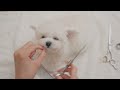 A super tiny puppy grooming for the first time at 3 months of age (Bichon frize)