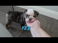 PLAYFUL ENGLISH BULLDOG PUPPIES!!