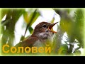 Пение Соловья / Nightingale Sings