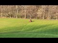 Mowing a big lawn.