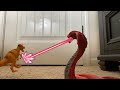 King Cobra Hunting Dinosaurs (toys)